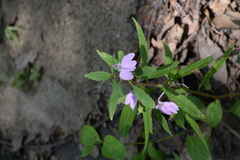 Impatiens balsamina var. parusnathica